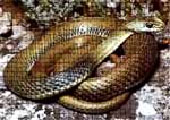 НАСТОЯЩИЕ ПОЛОЗЫ (Coluber), род змей семейства ужеобразных